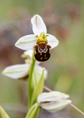Bee Orchid (Ophrys apifera) in natural habitat