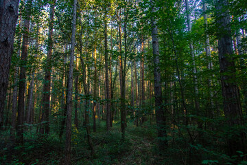 Fototapeta na wymiar green forest in the morning 