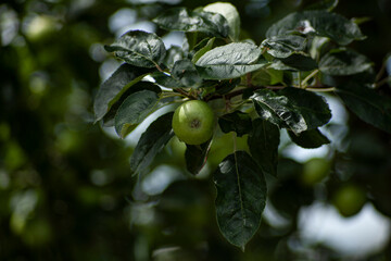 Pequeñas manzanas en un manzano 