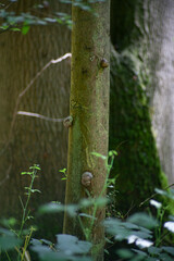 Tres caracoles subidos a un arbol en el bosque 