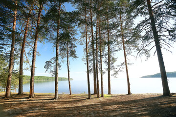landscape in the summer forest / green trees summer view, hiking in the forest, sunny day
