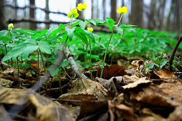 buttercups flowers background / abstract background seasonal, spring, summer, nature flower, yellow wild flowers
