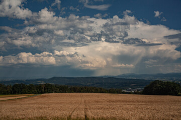 Campos de trigo con nubes espectaculares de fondo 