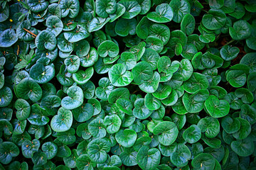 green grass leaves top view wild field / summer in the jungle, forest grass abstract view, background