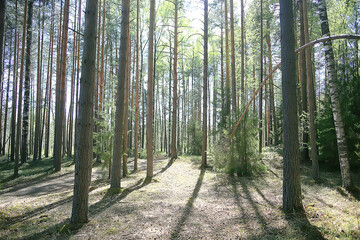 spring forest landscape seasonal / green background trees in the forest, fresh spring sunny landscape in nature, eco concept