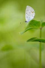 Butterfly among the grass  - Cupido argiades - short-tailed blue or tailed Cupid