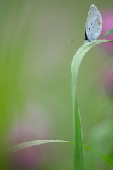 Butterfly among the flowers and grass  - Cupido argiades - short-tailed blue or tailed Cupid