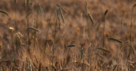 Fototapeta premium Campo de trigo listo para la cosecha