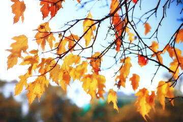 yellow leaves bokeh seasonal background / beautiful autumn leaves yellow branches abstract background, leaf fall concept