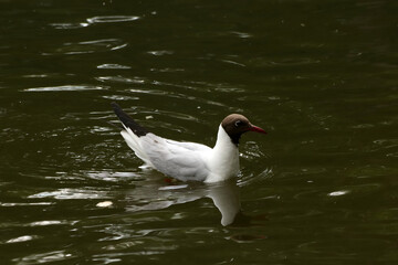 white duck in the water