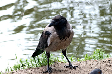 black crowned night heron