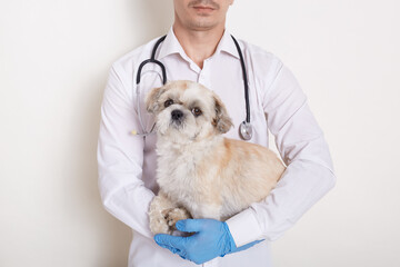 Portrait of faceless vet in gown and protective gloves holding Pekingese dog in hands, posing...