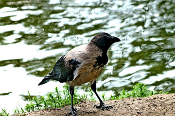 blackbird on a branch