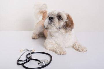 Cute dog breed Pekingese lying on table with stethoscope in veterinary clinic, dog looking aside...