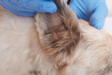 Veterinarian looking ear of Pekingese dog, close up photo of veterinarian checking up puppy's...