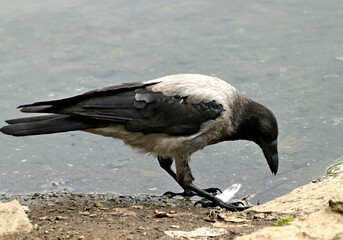 vulture on the beach