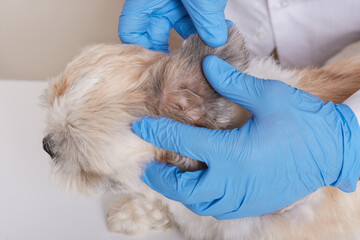 Veterinarian in blue latex gloves checking ear of sick dog in veterinary clinic, faceless vet examining puppy, ill domestic animal being treated.