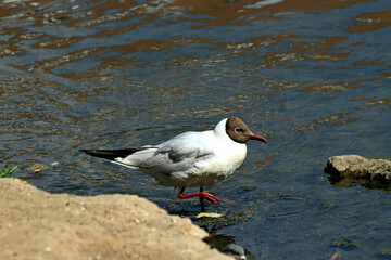 black headed gull
