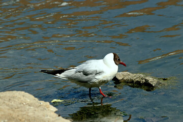 black headed gull