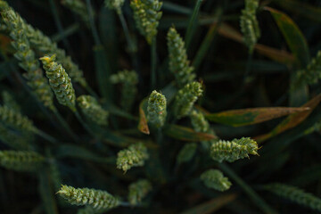 Espigas de trigo vistas de de arriba 