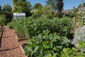 Fototapeta na wymiar Home Grown Organic Vegetables Growing on an Allotment in a Country Cottage Vegetable Garden in Rural Devon, England, UK 