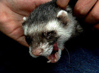 ferret in a hand