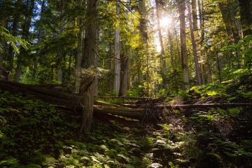 Rain Forest during a vibrant sunny day. Taken on Giant Cedars Boardwalk Trail in Mt Revelstoke National Park, British Columbia, Canada. Green Nature Background