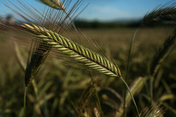 Espiga de trigo en el campo 