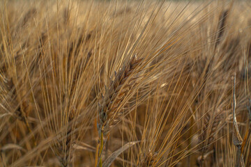 Espigas de trigo listas para cosechar 