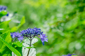 紫の紫陽花