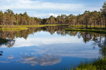 the surface of a forest lake on a sunny day, Estonia