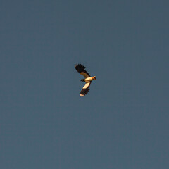 Un avefria volando por los cielos 
