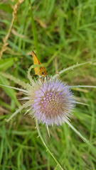 Papillon butinant un chardon