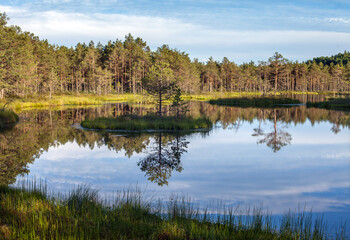 Fototapeta premium Summer landscape on the Estonian swamp