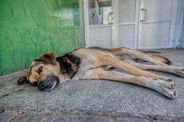 Fototapete bei efototapeten.de bestellen   
