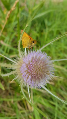 Papillon butinant un chardon