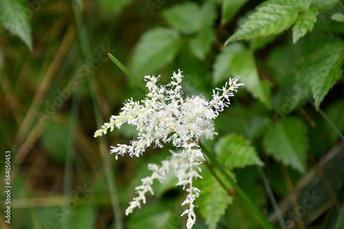 ハナチダケサシは漢字で花乳茸刺 ユキノシタ科多年草 ヤマブキショウマによく似るが花穂が短く花付きが多い Wall Mural 武川 典靖 ハナチダケサシは漢字で花乳茸刺 ユキノシタ科多年草 ヤマブキショウマによく似るが花穂が短く花付きが多い Wall Mural 武川 典靖
