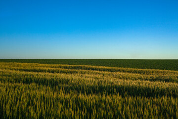 El trigo uno de los alimentos mas codiciados 