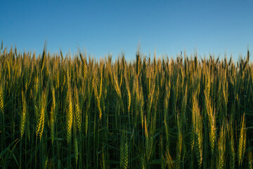 Campo de trigo al atardecer pintado por los últimos rallos de luz 