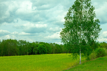 Fototapeta na wymiar a single birch on green meadow, russian landscape, copy space