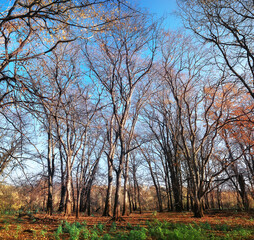 Fototapeta na wymiar landscape in the autumn park / concept nature seasonal landscape season, autumn, forest, trees Indian summer