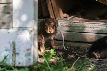 Stray sad dog
