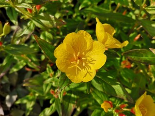 Obraz premium yellow flowers