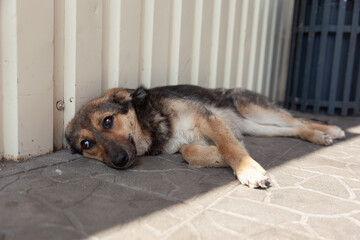 Fototapete bei efototapeten.de bestellen   