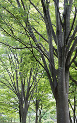 緑豊かな木の風景　背景素材