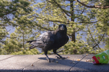 pigeon in the park
