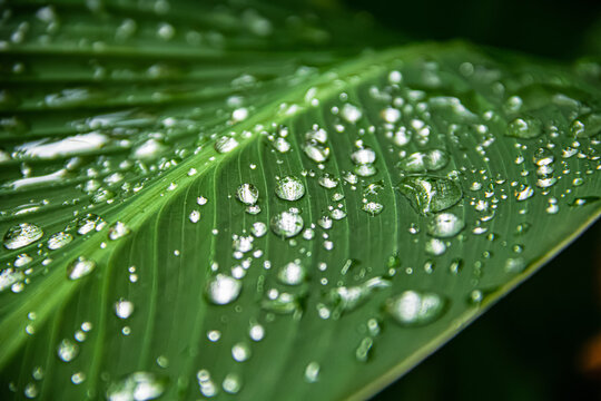 Transparent rain water on a green leaf of a canna plant. close up photo. after heavy rain, flowers and leaves acquire their natural beauty. beautiful background, focus on drops