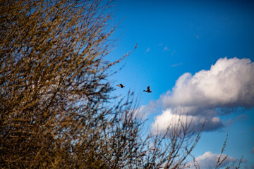 Dos patos en pleno vuelo 