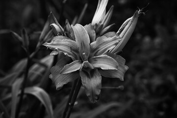 black and white lily