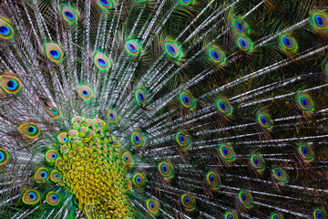 Obraz premium peacock feather closeup